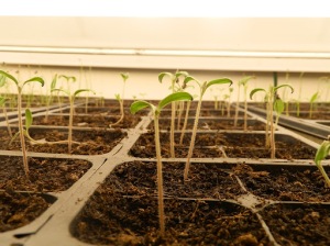 How to Care for Seedlings