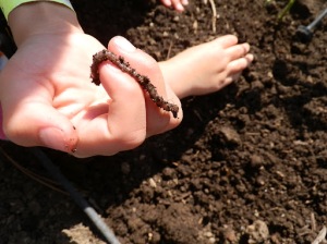 Improving your soil, adding nutrients to your soil