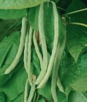 How To Grow Beautiful Bush Beans, how to grow beans, what should I grow in my garden, are beans easy to grow, are peas easy to grow, how do I grow beans,