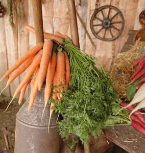 Old canister with carrots on the farm carriage, 5 tips that every gardener should know, can you add fresh manure to your garden, how often should I add compost, do tomatoes like hot weather, are there some plants that can be planted together to deter bugs, tomatoes planted with marigolds, mint and cabbage, zone, average last frost date, garden planner,  