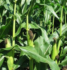 growing pop corn, guide to grow pop corn