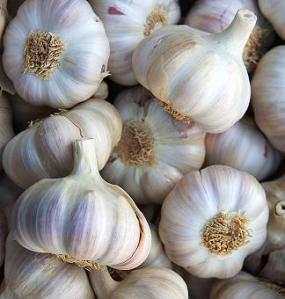 Garlic, when to plant garlic, where to plant garlic, when to harvest garlic, where to store garlic, how to store garlic, 