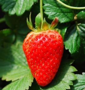 what is the secrete to growing big strawberries, how do you renovate a strawberry patch,  when do you fertilize strawberries, 
