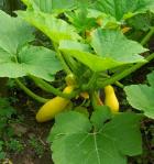 Summer Squash, how to grow summer squash, is squash easy to grow, when do i harvest squash, how much room dose squash take to grow, what kind of squash should I grow