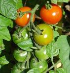 Tomato in your garden, why grow tomatoes, are tomatoes easy to grow, what kind of tomato should I grow, when do I harvest tomatoes,