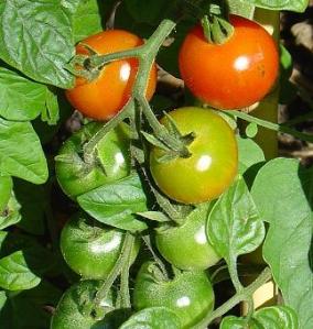 Tomato, vegetable garden, how to save money growing your own food, best crops to plant to save money, 