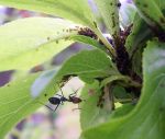 Ant_cultivating_aphids, where to aphids grow, what do aphids look like, where on the plant will I find aphids