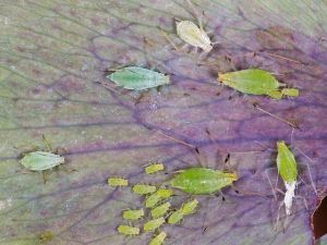 how to get rid of aphids, what do aphids look like, what is an aphid, what do aphids do to plants, what is an organic way to get rid of aphids