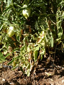 why all my tomatoes got a disease this year, how to avoid disease on my tomato plants, how do you grow tomatoes with out disease, what dose disease look like on a tomato, desease tomato