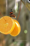 Great idea to attract butterflies, butterflies love oranges, what to feed butterflies, 