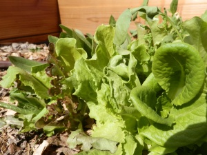 how to grow lettuce in a cold frame, to do list for garden, what should I be doing in my garden right now? when do I start seeds indoors, how often do I need to water my lettcue