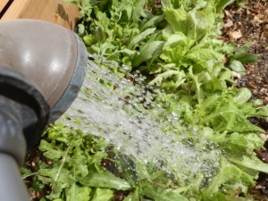 how to water your garden, how to conserve water in your garden, when should you water your garden, how often do you water a garden, how much water do plants need, what is the best way to water a garden, how do you tell if you need to water your garden,