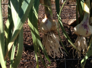 Home grown garlic, how do you plant garlic, when do you plant garlic, when do you harvest garlic, how much water garlic need, 