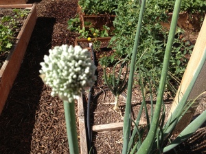 Onion flowering, onion seeds, onion gone to seed. can you plant onions in the fall? will onions survive the winter?