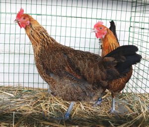 699px-Czech_Brindle_Chicken_Hens, chickens, reasons for having chickens, top 5 reasons to have chickens, are raising chickens worth it?
