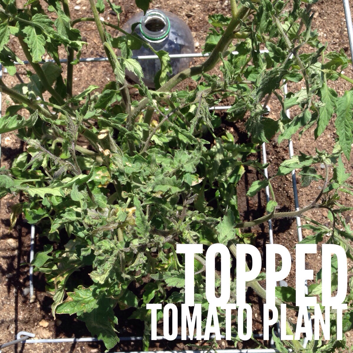 Topped tomato plant