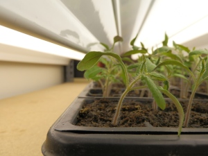 what is wrong with my seedlings, why did my seedlings not grow big, why did my seedlings die, why are the seedlings spindly, tips to grow healthy seedlings, what are some things that go wrong when growing seedlings, 