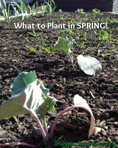 What do you plant in the Spring?